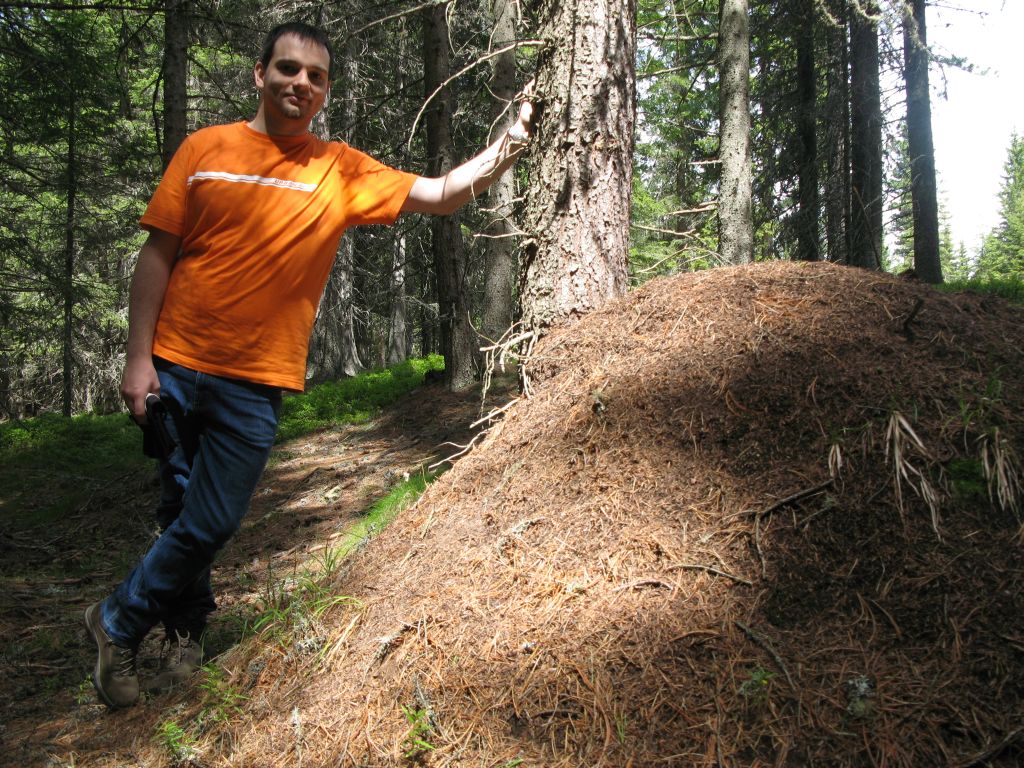 Acervi di Formica cfr rufa in Trentino